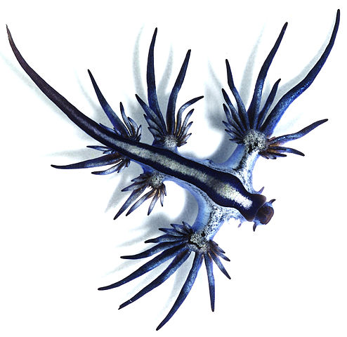 494px-Glaucus atlanticus 1 cropped