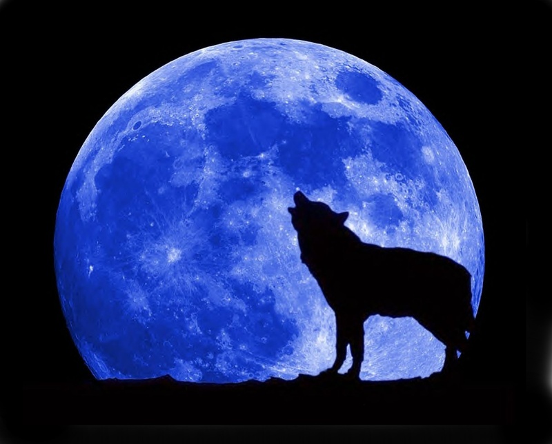 blue-moon-wolf-full