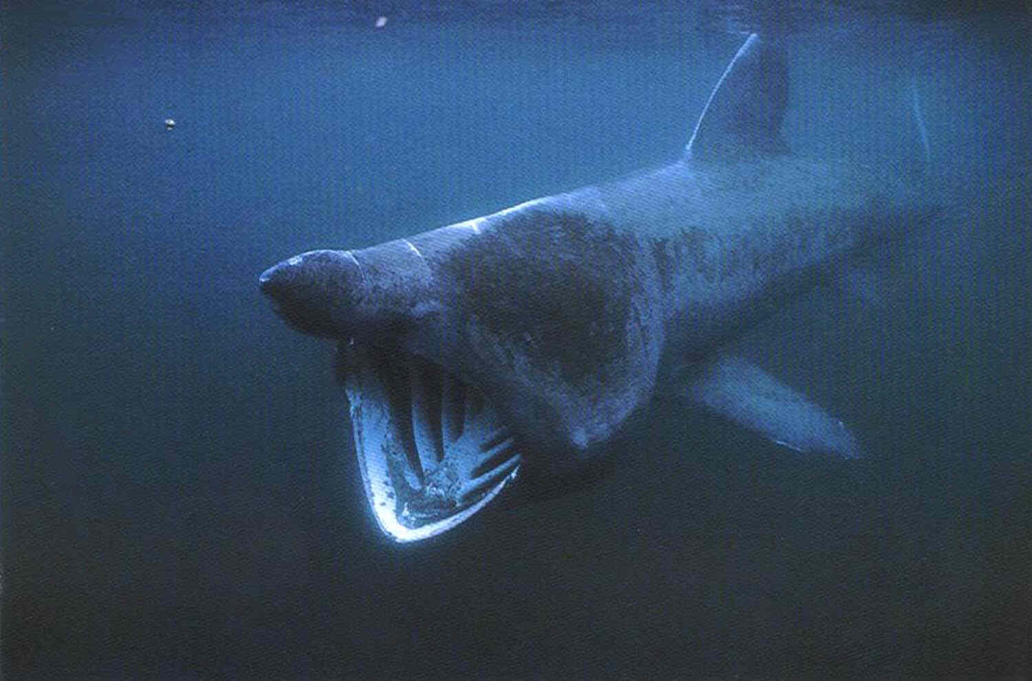 Bilder-Thread Basking-Shark-02