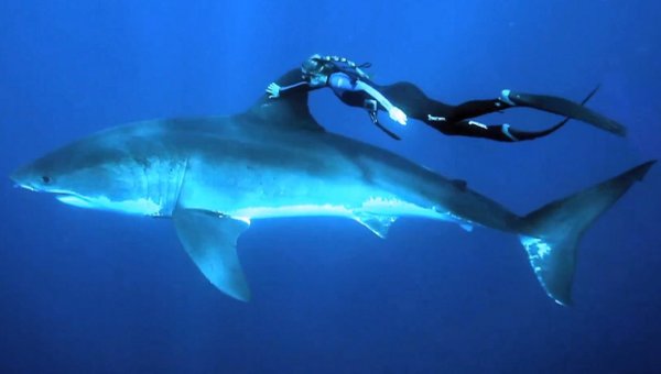 Bilder-Thread GoPro-A-Blonde-and-a-Great-White-Shark