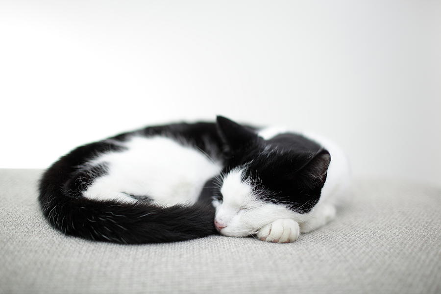 sleeping-cat-marcel-ter-bekke