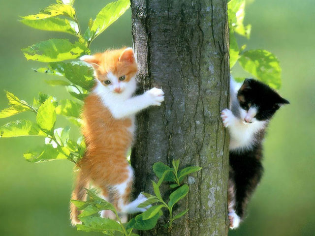 Cat-tree