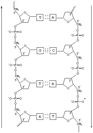 DNA3-5