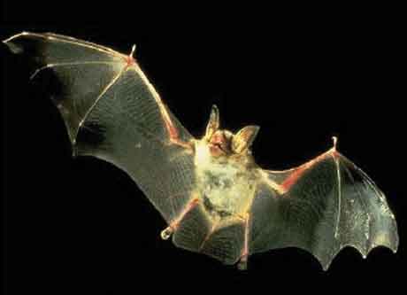 fledermaus mausohr