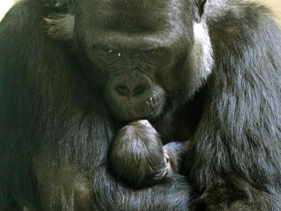 NRW-Nachwuchs-fuer-Seilakrobaten-Gorilla