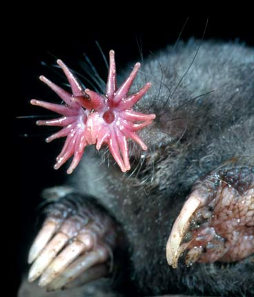 star-nosed mole