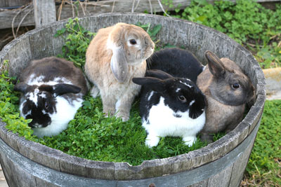 bunnies-in-barrel