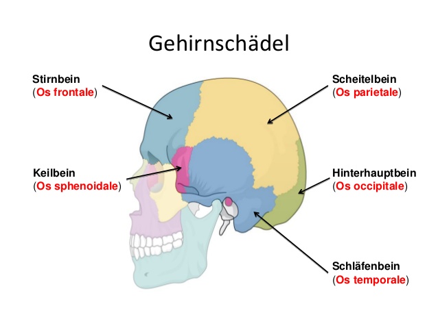 skelett-muskeln-17-638