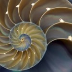 fractal-nautilus-150x150