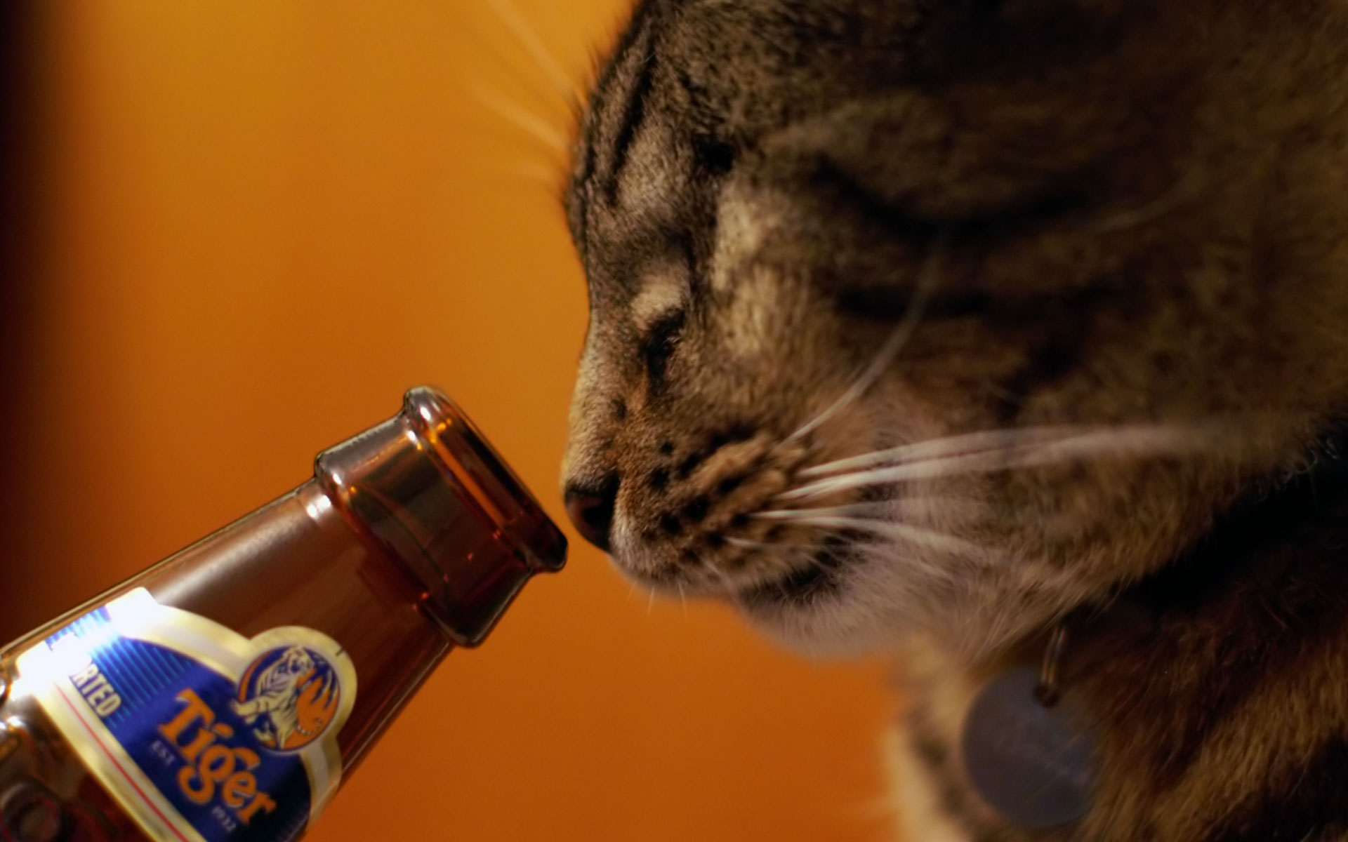 Bilder-Thread 1728d2 Drink