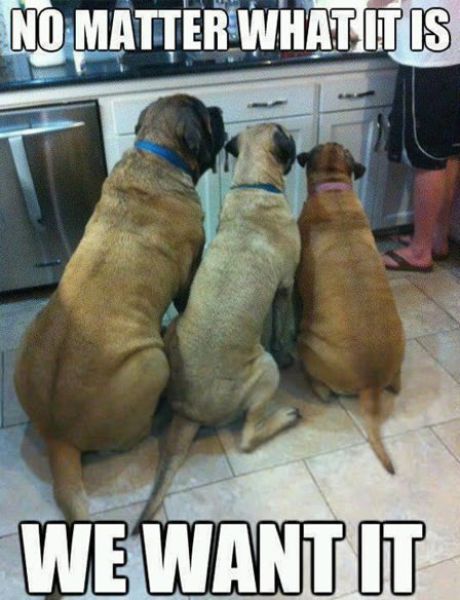 Bilder-Thread Funny-Pics-30.10.2012-36