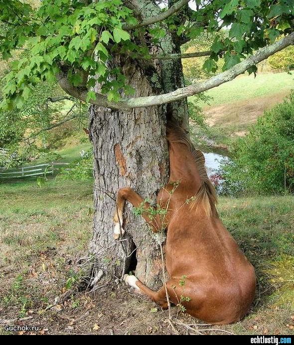 pferd-steckt-im-baumstamm-fest