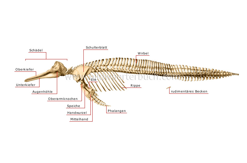 skelett-eines-delphins-289260