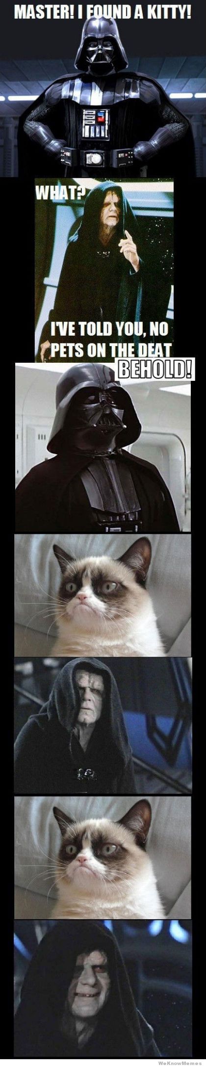 master-i-found-a-kitty-grumpy-cat-darth-