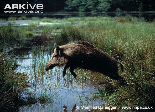 Wild-boar-jumping-stream