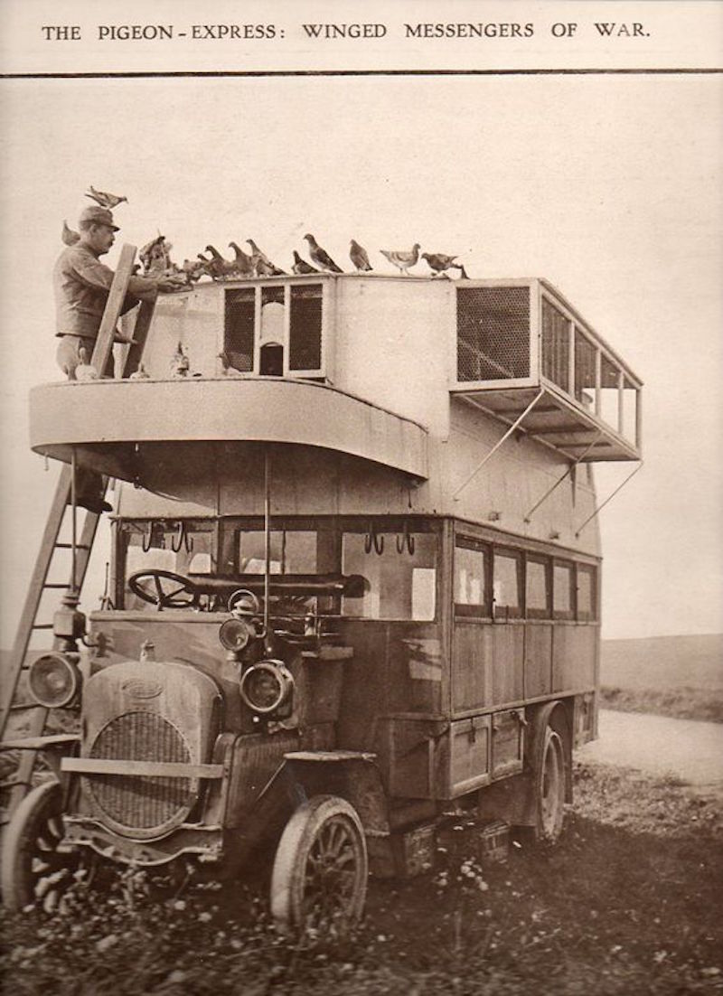 Brietauben-erster-Weltkrieg-mobiler-Taub