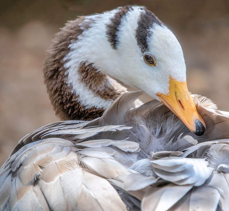 bar-headed-goose-3924914 960 720