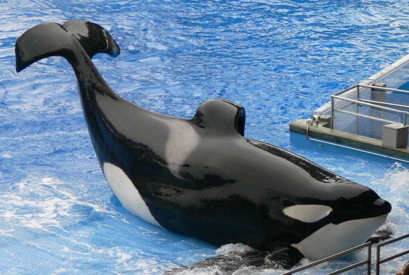 tilikum6