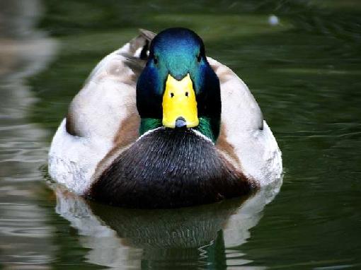 mallard duck-434