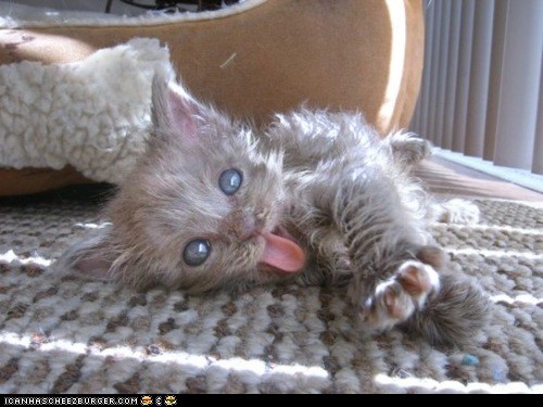 Bilder-Thread funny-pictures-cyoot-kitteh-of-teh-day-a