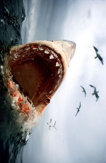 Bilder-Thread 1dd5c8 white shark