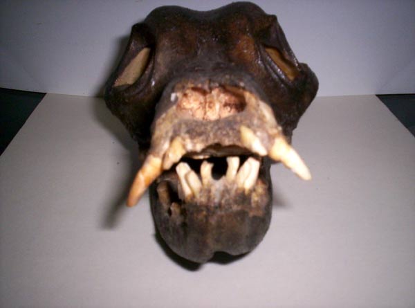 chupacabra skull101405 1a