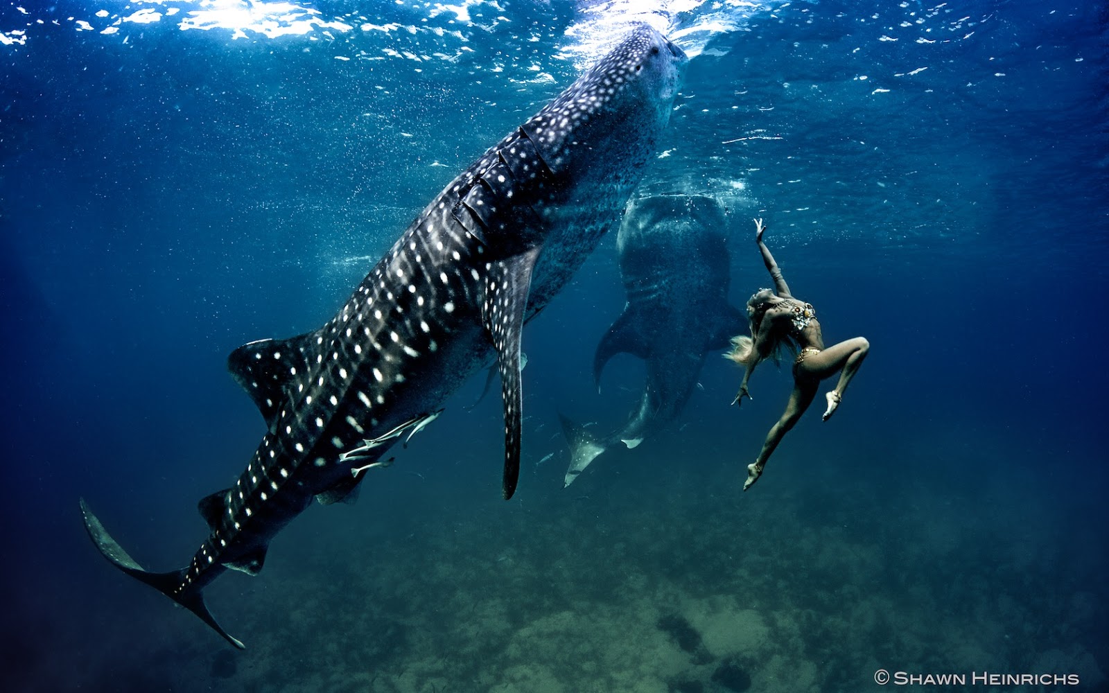 Bilder-Thread WomanSwimmingwithWhaleShark
