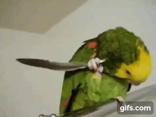 parrot-feather