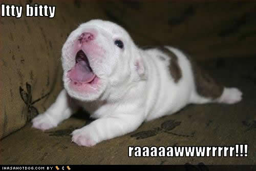 Bilder-Thread cute-puppy-pictures-itty-bitty 127048064