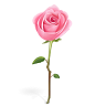 rose-icon