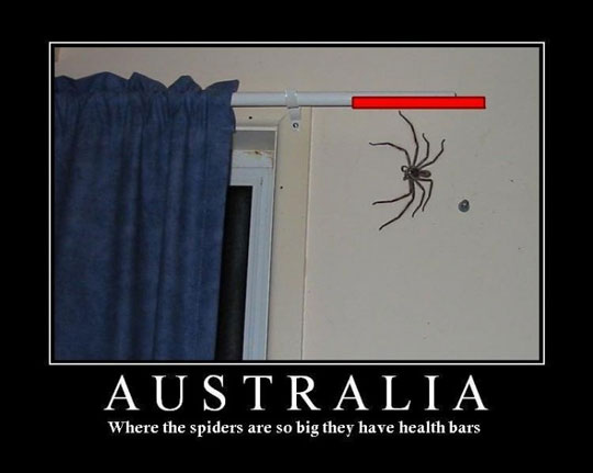Bilder-Thread funny-Australia-spider-health-bar