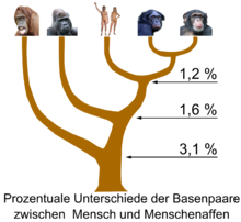 220px-Hominidae tree 01