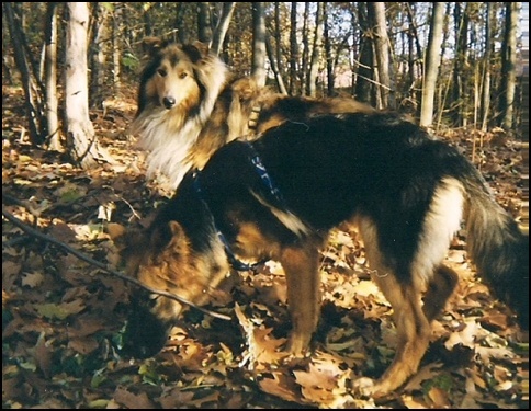 Bilder-Thread t293N6o Vmpf96 hund1
