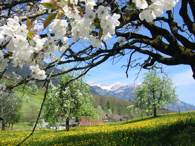 d13cee hochzeit-im-fruehling