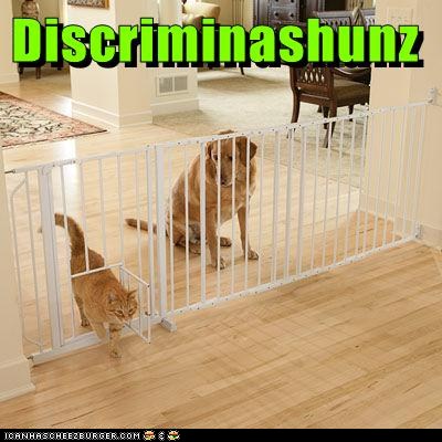 Bilder-Thread t29KLm1 funny-pictures-discriminashunz