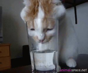 cat-drinks-water-2