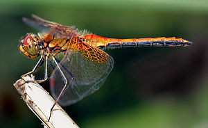 300px-Sympetrum flaveolum - side 28aka29