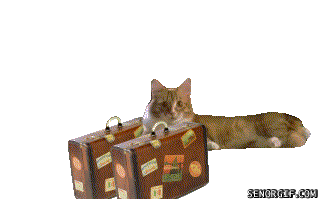 Bilder-Thread t2MsuVc funny-gifs-i-packed-my-bags-and-im-out