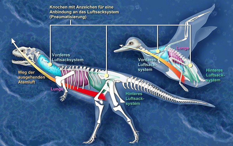 800px-Dino bird air sac 28Ger29