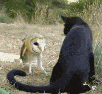 cat-versus-owl