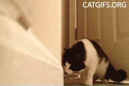 194 crazycat cat gifs