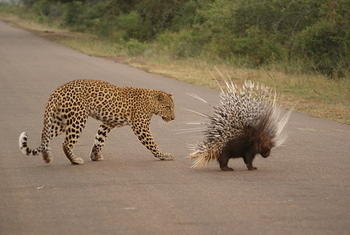 Bilder-Thread Sanparks 20April 203