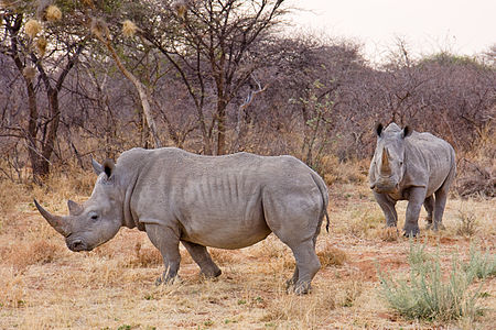 450px-Waterberg Nashorn1