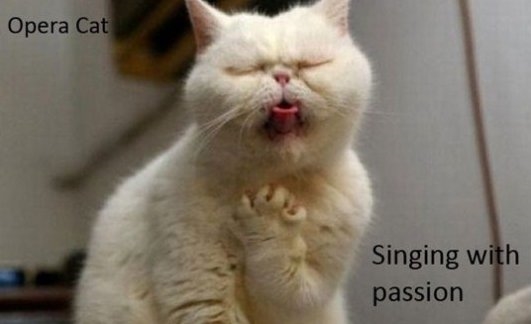 t2bba50_opera-cat-meme.jpg?bc