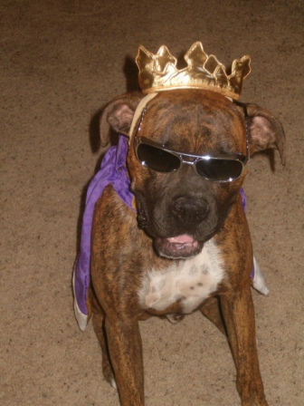 Bilder-Thread The King 007.gif.JPG