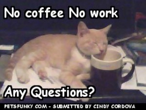 coffee-cat-300x225