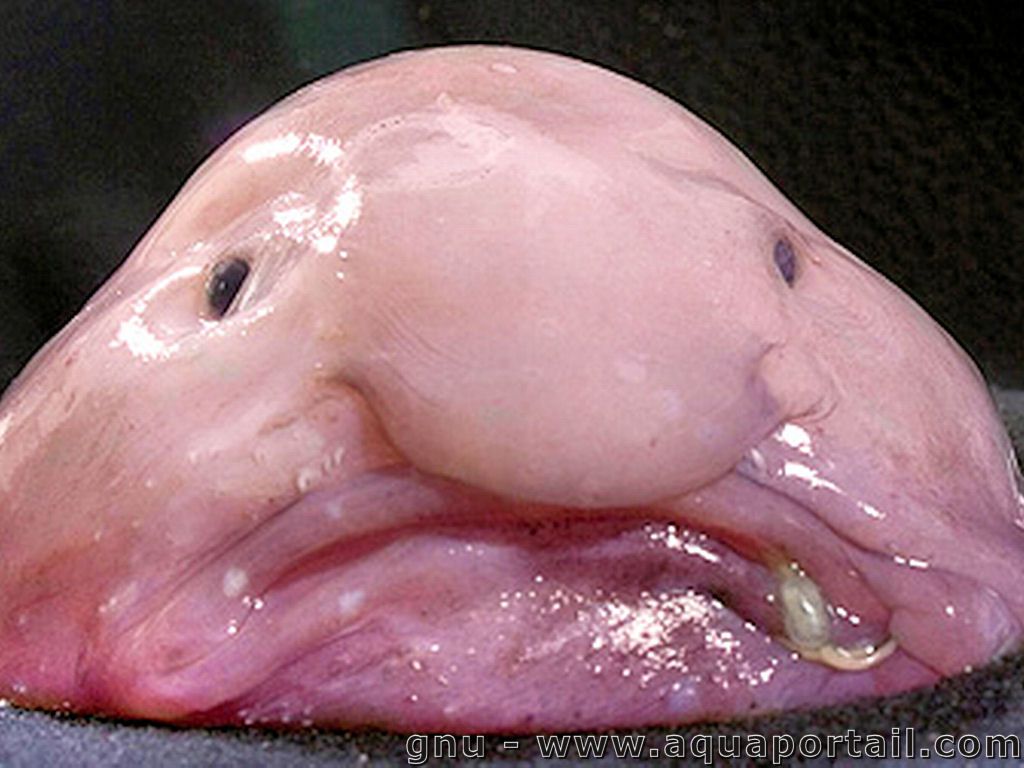 blobfish-psychrolutes-marcidus