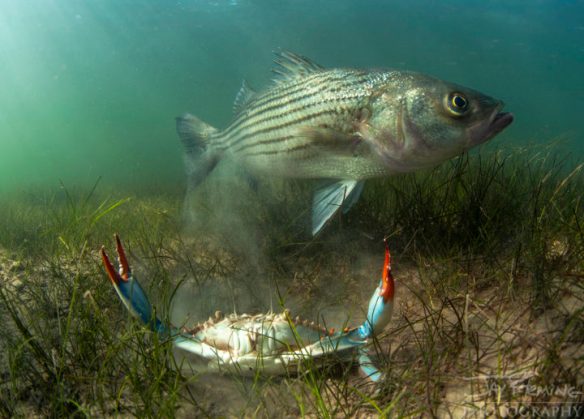 Striped-Bass-and-Blue-Crab-C2A9Jay-Flemi