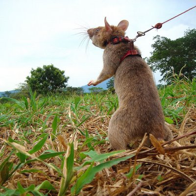Ratte