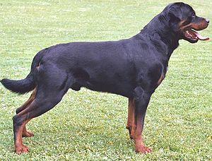 300px-Rottweiler